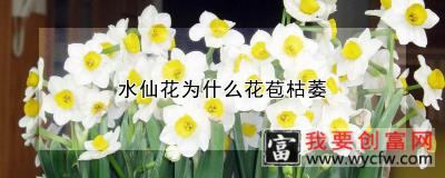 水仙花为什么花苞枯萎