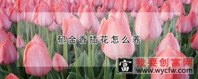 郁金香插花怎么养