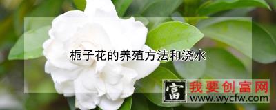 栀子花的养殖方法和浇水