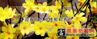 迎春花怎样修剪和养护