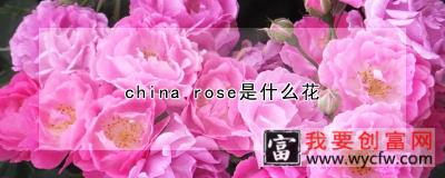 china  rose是什么花