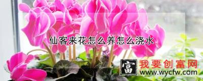 仙客来花怎么养怎么浇水