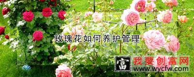 玫瑰花如何养护管理