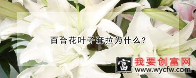 百合花叶子耷拉为什么？