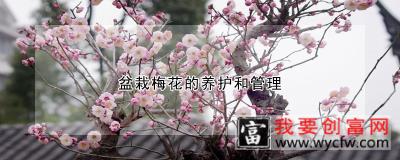 盆栽梅花的养护和管理