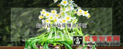 如何让水仙花慢点开花