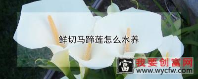 鲜切马蹄莲怎么水养