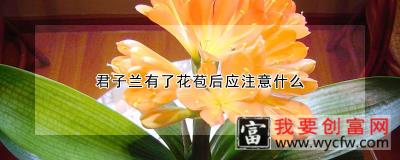 君子兰有了花苞后应注意什么