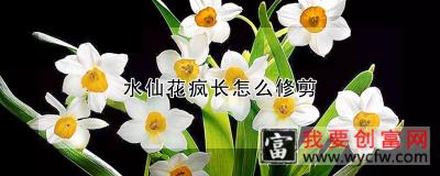 水仙花疯长怎么修剪