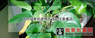 大叶绿萝的养殖方法和注意事项