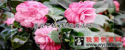 茶花干枯了还能救活吗