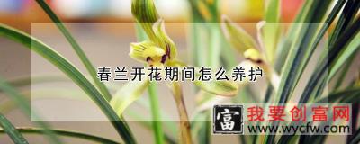 春兰开花期间怎么养护