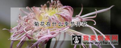 菊花在什么季节开花