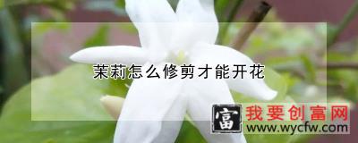 茉莉怎么修剪才能开花