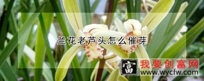 兰花老芦头怎么催芽