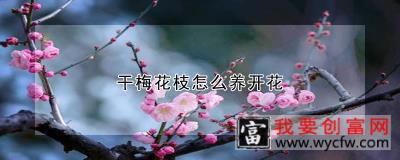 干梅花枝怎么养开花