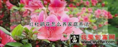 红杜鹃花怎么养家庭养法