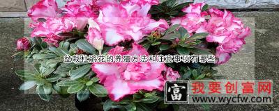 盆栽杜鹃花的<a href=https://www.wycfw.com/e/tags/?tagid=63 target=_blank class=infotextkey><a href=https://www.wycfw.com/yangzhi/ target=_blank class=infotextkey>养殖</a></a>方法和注意事项有哪些