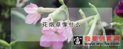 花烟草像什么