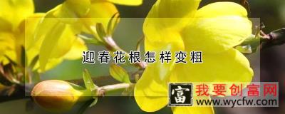 迎春花根怎样变粗