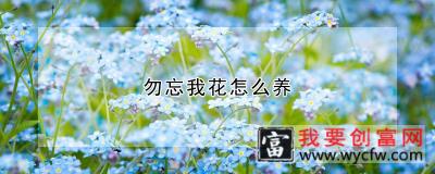 勿忘我花怎么养