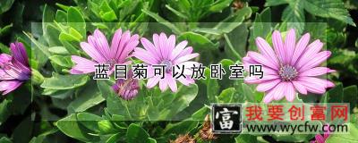 蓝目菊可以放卧室吗