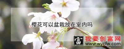 樱花可以盆栽放在室内吗