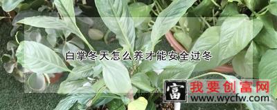 白掌冬天怎么养才能安全过冬