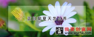 蓝目菊夏天怎么养