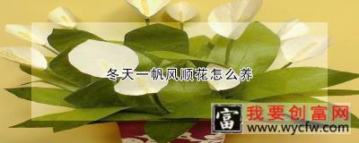 冬天一帆风顺花怎么养