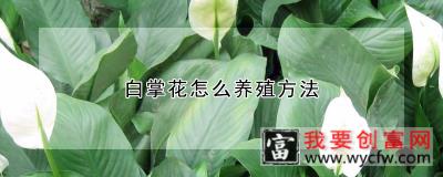 白掌花怎么养殖方法