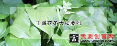 玉簪花冬天枯萎吗