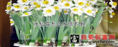 水仙花怎么水培不倒