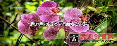 蝴蝶兰花骨朵变黄怎么补救