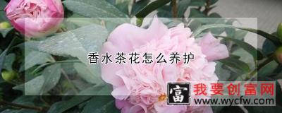 香水茶花怎么养护