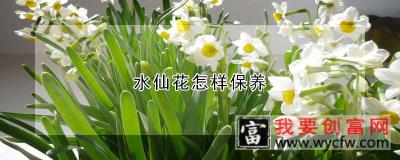 水仙花怎样保养