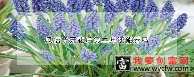 风信子开花后第二年还能养吗