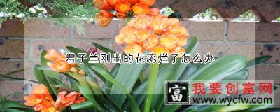 君子兰刚出的花蕊烂了怎么办