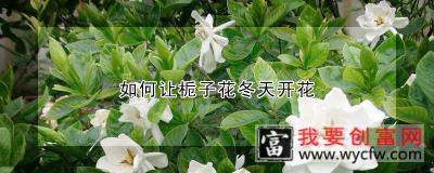 如何让栀子花冬天开花