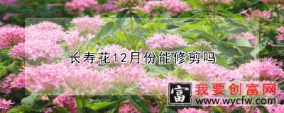 长寿花12月份能修剪吗