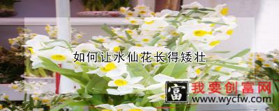 如何让水仙花长得矮壮