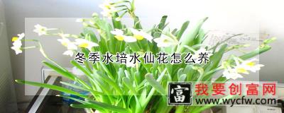 冬季水培水仙花怎么养