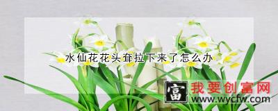 水仙花花头耷拉下来了怎么办