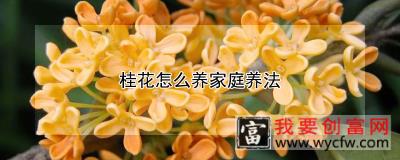 桂花怎么养家庭养法