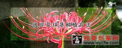 彼岸花球茎种植方法