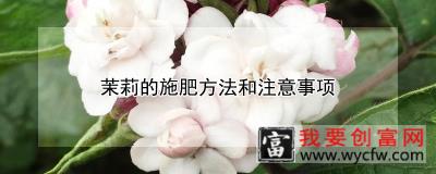 茉莉的施肥方法和注意事项