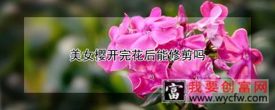 美女樱开完花后能修剪吗