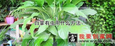 白掌有虫用什么方法