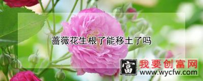 蔷薇花生根了能移土了吗