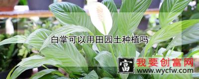 白掌可以用田园土种植吗